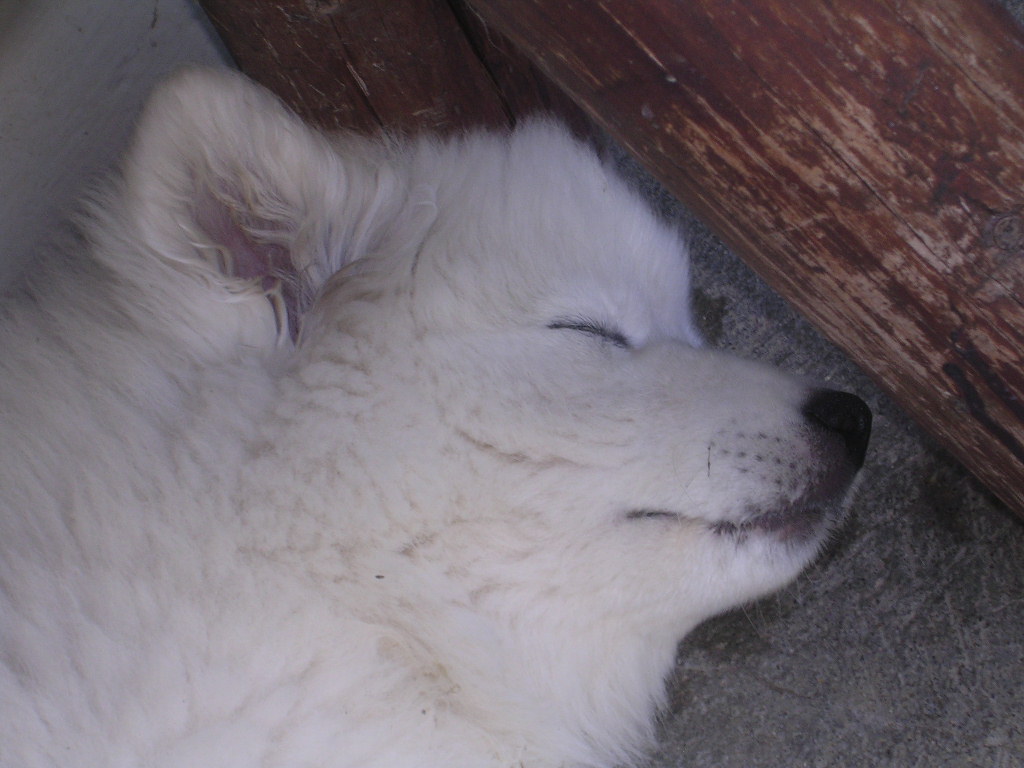 sleeping umka