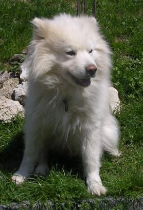 huko1