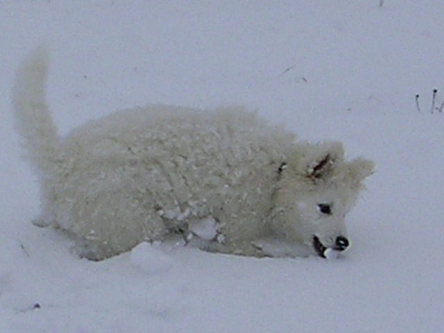 jenniersterschnee