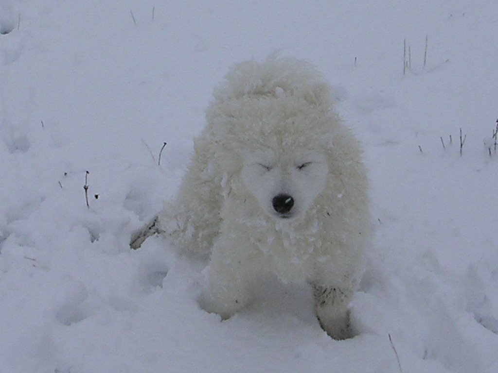 jurakersterschnee