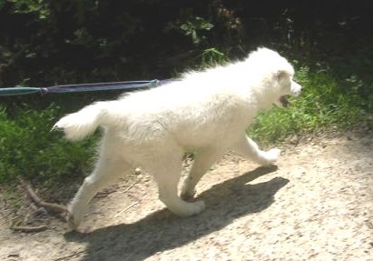 leaddog1