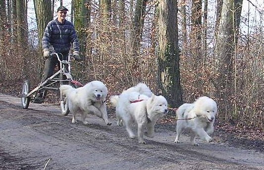 nikkatraining