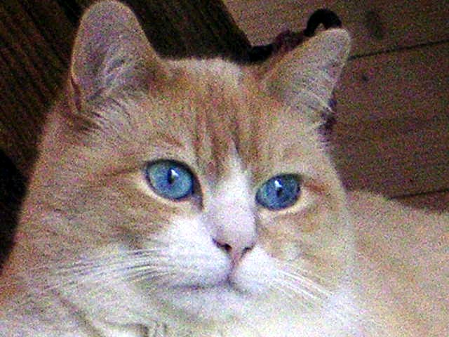 samson
