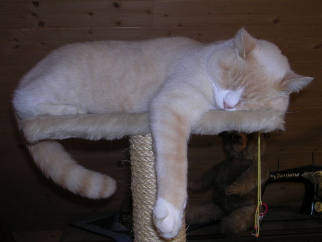 samsonschlaeft