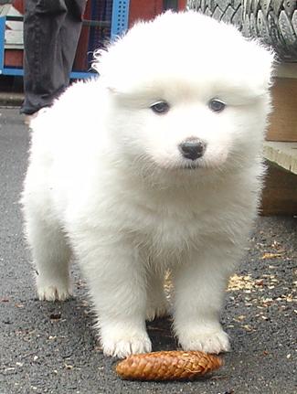umka5weeks1